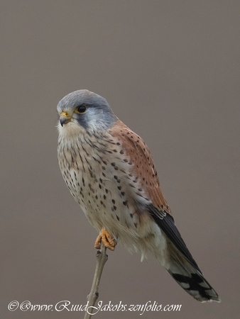 Torenvalk - Falco tinnunculus